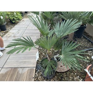 Palma konopná (Trachycarpus wagnerianus) – výška kmeňa 10-15 cm, celková výška: 40-60 cm, kont. C10L (-19°C)